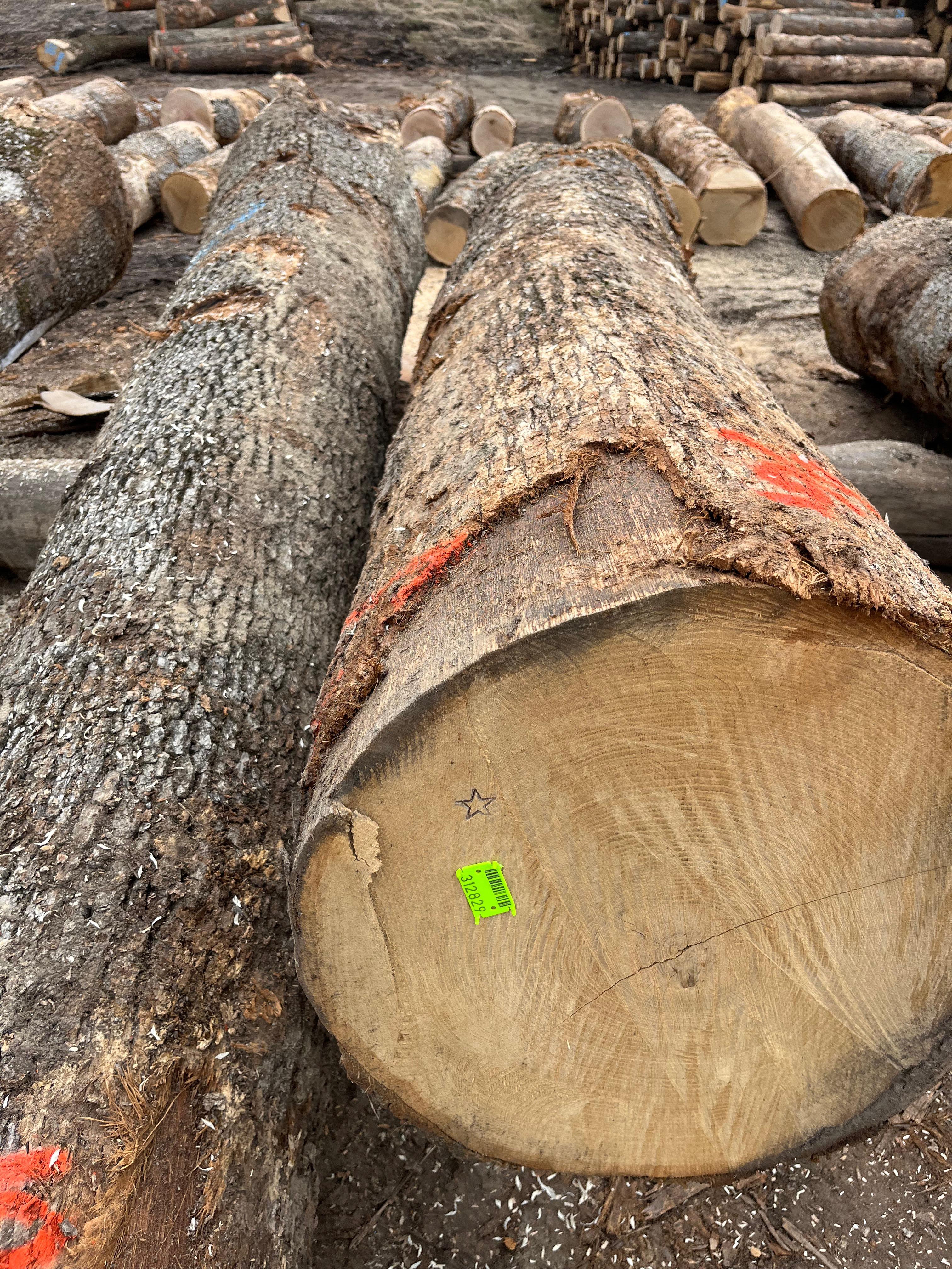 White Oak logs known for durability and distinctive grain patterns