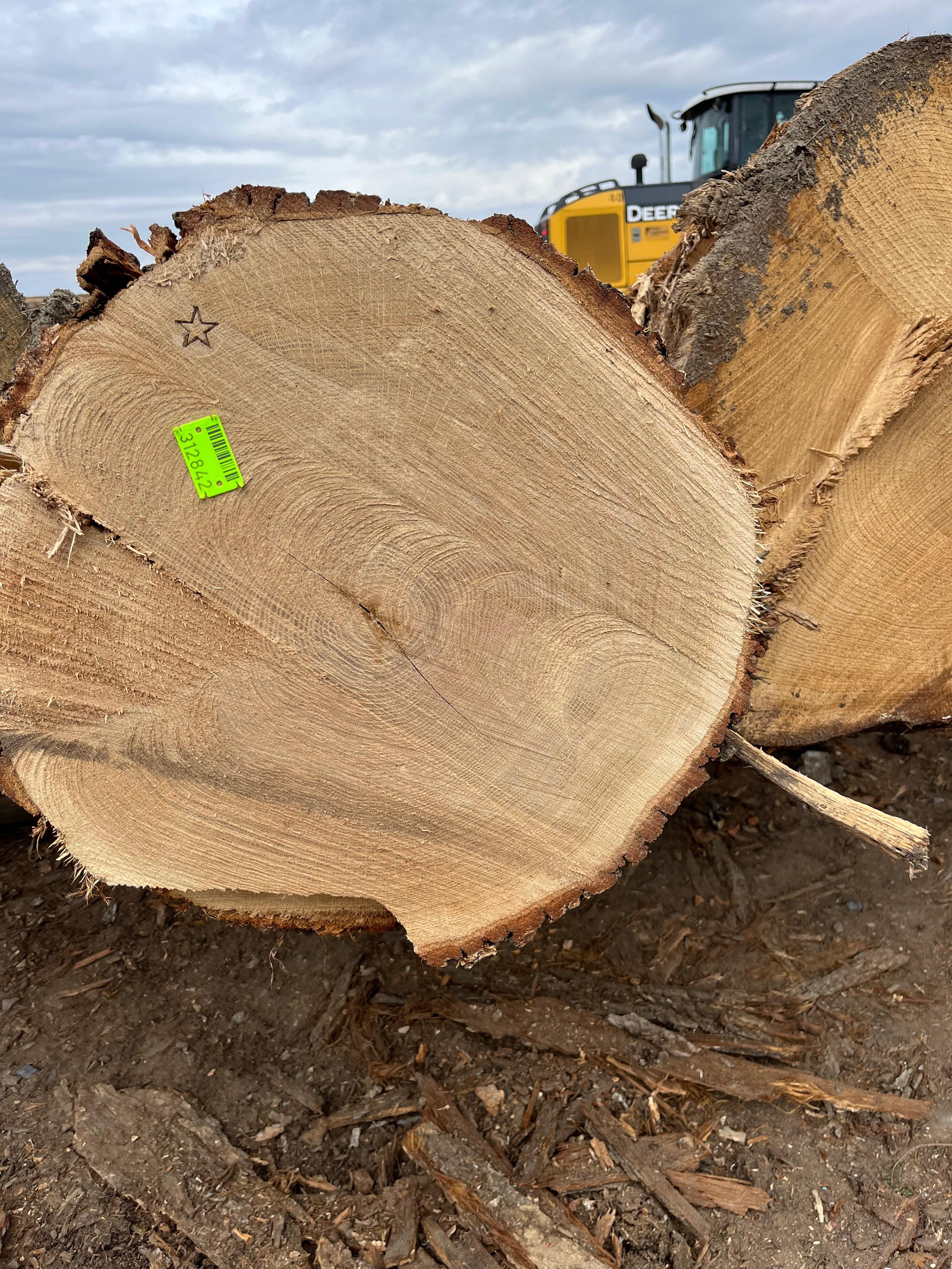 Premium quality American veneer logs ready for slicing